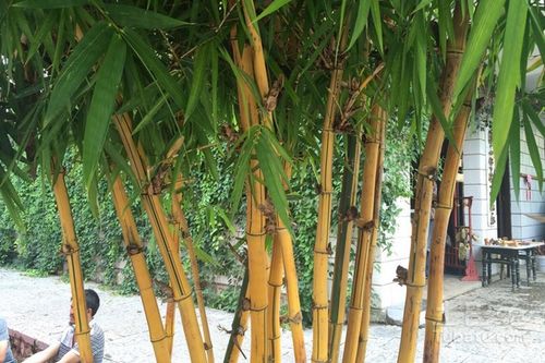 黄竹图片 黄竹用途 黄竹价格 土巴兔家居百科